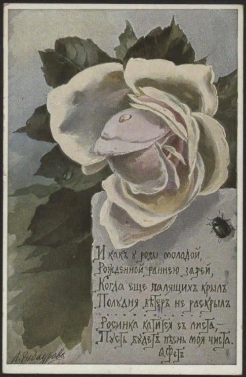 И как у розы молодой. Открытое письмо