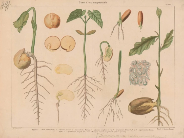 Новая начальная ботаника