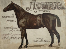 Лошадь, её наружные особенности и внутренние органы, представленные на раскладной модели