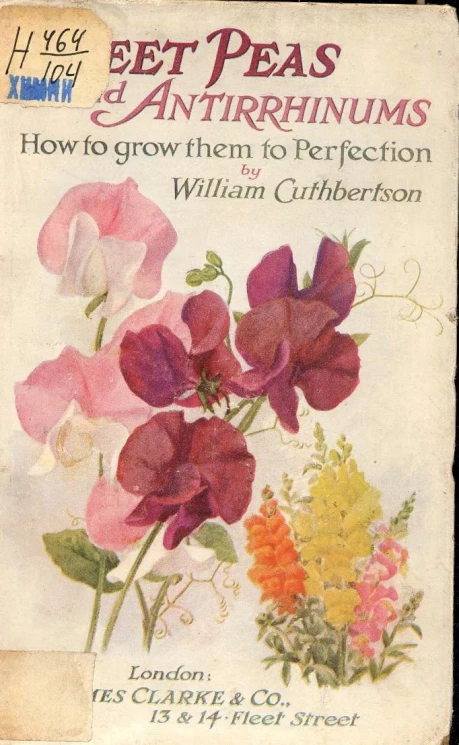 Sweet peas and antirrhinums (snapdragons)