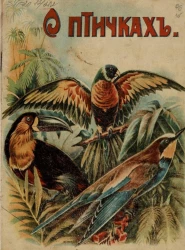 О птичках