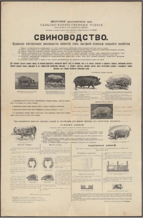 Свиноводство. Правильно поставленное свиноводство является очень выгодной отраслью сельского хозяйства