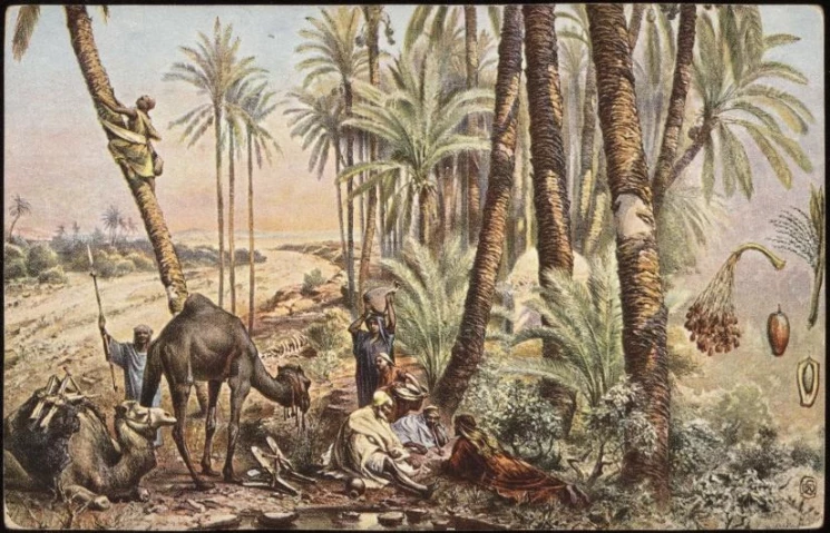 Финиковое дерево. Открытое письмо