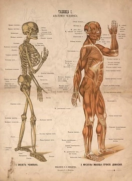 Таблицы. Анатомия, биология, ботаника