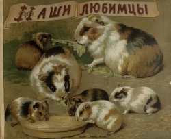 Наши любимцы. Стихи и рассказы для детей младшего возраста